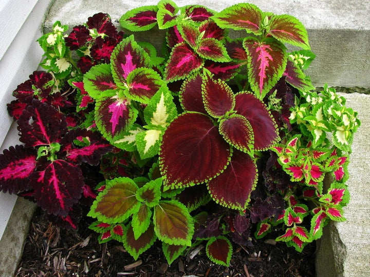 Mixed Coleus Flower Seeds – Heirloom, Non-GMO, High Germination Organic Garden Seeds for Planting