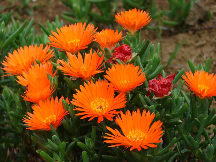 Orange Lampranthus Flower Seeds – Heirloom, Non-GMO, High Germination Seeds