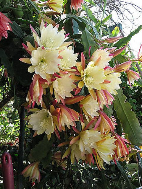 Cream Epiphyllum Flower Seeds – Heirloom Non-GMO High Germination Garden Seeds