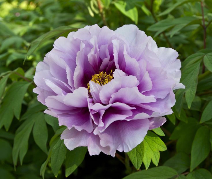 Purple Peony Flower Seeds – Heirloom, Non-GMO, High Germination Seeds