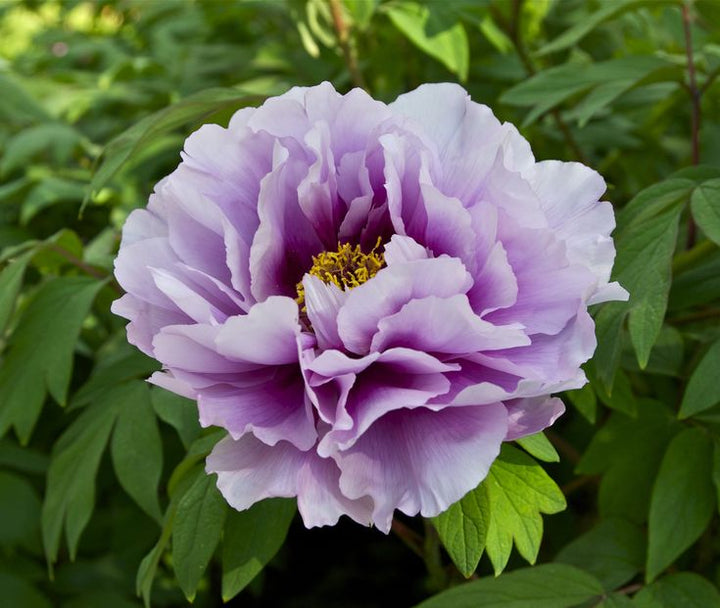 Purple Peony Flower Seeds – Heirloom, Non-GMO, High Germination Seeds