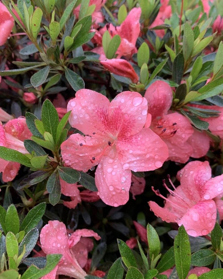Azalea Flower Seeds Perennial – Heirloom, Non-GMO, High Germination Organic Garden Seeds for Planting