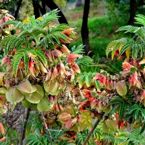 Melianthus Comosus Flower Seeds – Heirloom, Non-GMO, High Germination Seeds