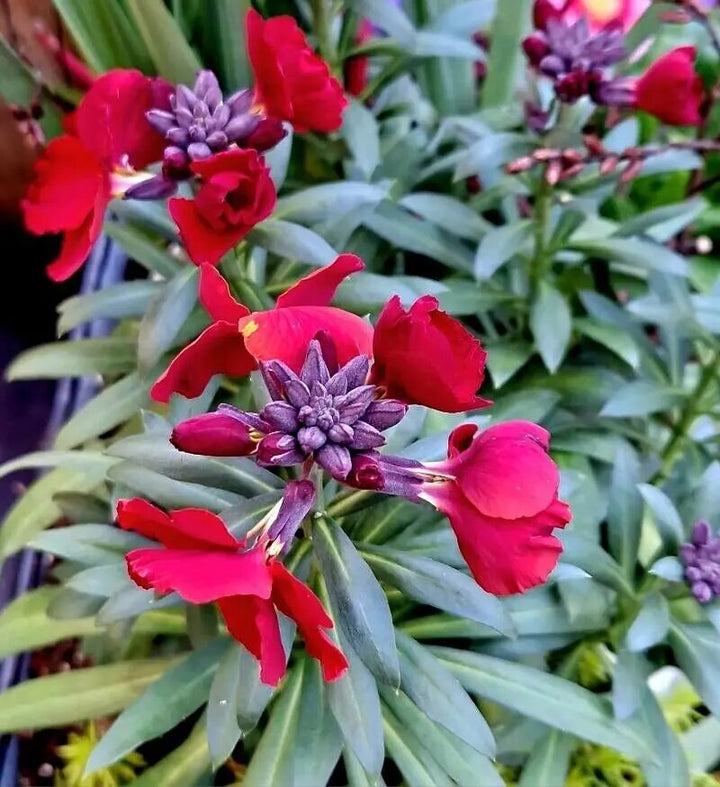 Red Erysimum Cheiri Flower Seeds for Planting – Heirloom, Non-GMO, High Germination