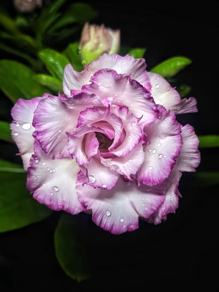 Semillas de Flores Púrpura Blanca de Adenium Obesum para Siembra, Semillas de Jardín Orgánicas, No Transgénicas, de Alta Germinación, de Variedad Tradicional