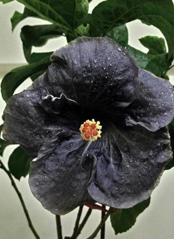 Black Hibiscus Flower Seeds for Planting – Heirloom Non-GMO High Germination Seeds