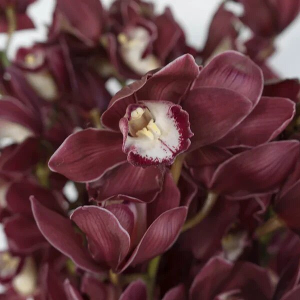 Maroon Cymbidium Flower Seeds – Heirloom, Non-GMO, High Germination Seeds