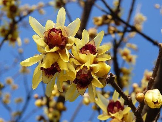 Chimonanthus Flower Seeds Yellow – Heirloom, Non-GMO, High Germination Organic Garden Seeds