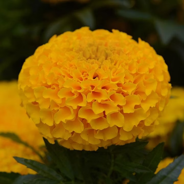 African Marigold Tagetes Erecta seeds for planting, heirloom non-GMO garden seeds with vibrant yellow and orange blooms for home gardens