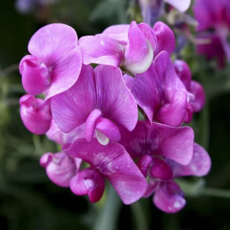 Purple Lathyrus Odoratus Flower Seeds Heirloom Non-GMO High Germination Organic Garden Seeds for Planting