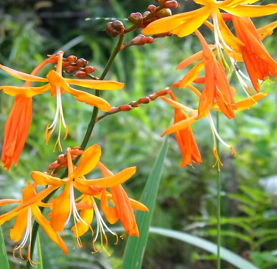 Orange Crocosmia Flower Seeds – Heirloom Non-GMO High Germination Seeds