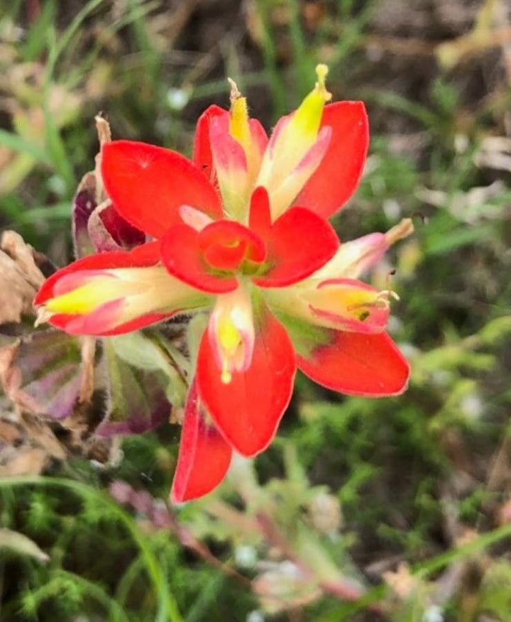 Castilleja Indivisa Flower Seeds – Heirloom, Non-GMO, High Germination, Organic Seeds