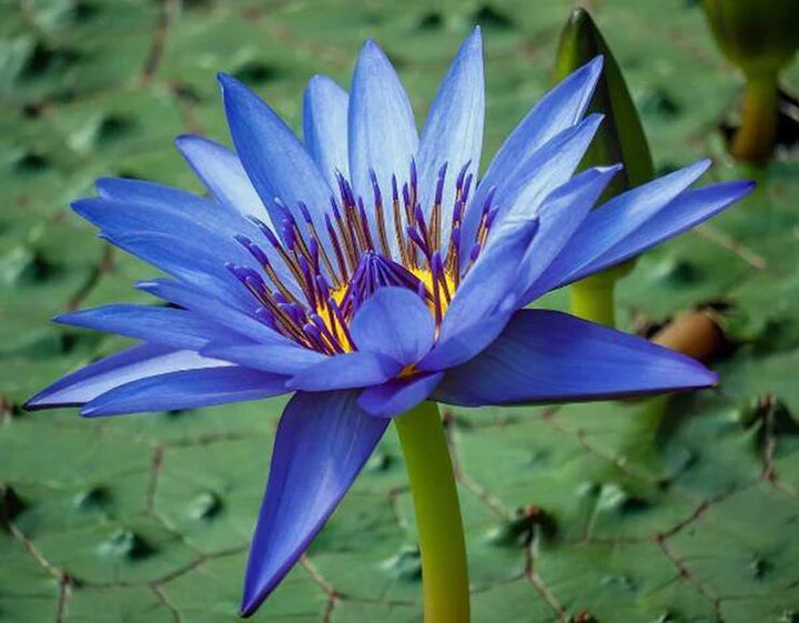 Blue Lotus Seeds (Nymphaea caerulea) – Heirloom, Non-GMO Seeds for Planting