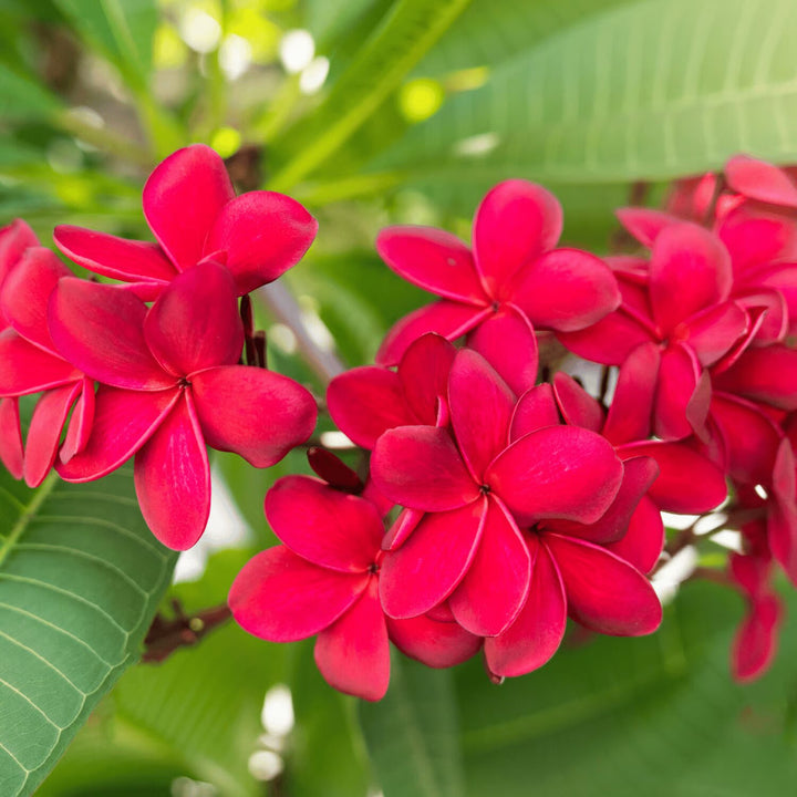 Giant Plumeria Flower Seeds Red Heirloom Non-GMO High Germination Organic Garden Seeds for Planting