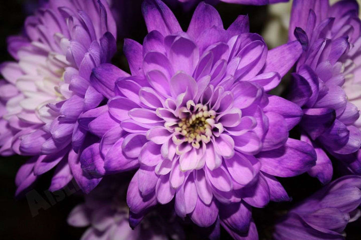 Purple Chrysanthemum Flower Seeds for Planting – Heirloom Non-GMO High Germination Seeds Seeds for Planting Organic Garden Seeds