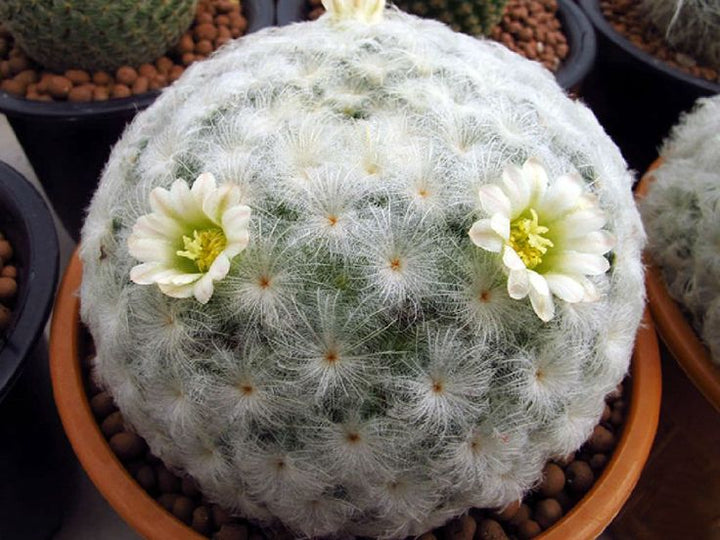 White Mammillaria Flower Seeds – Heirloom, Non-GMO, High Germination Seeds