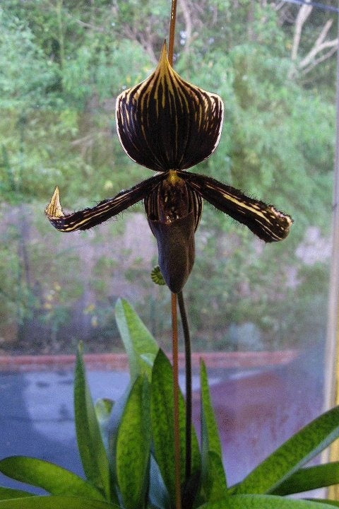 Black Cypripedium Flower Seeds for Planting – Heirloom Non-GMO High Germination Seeds