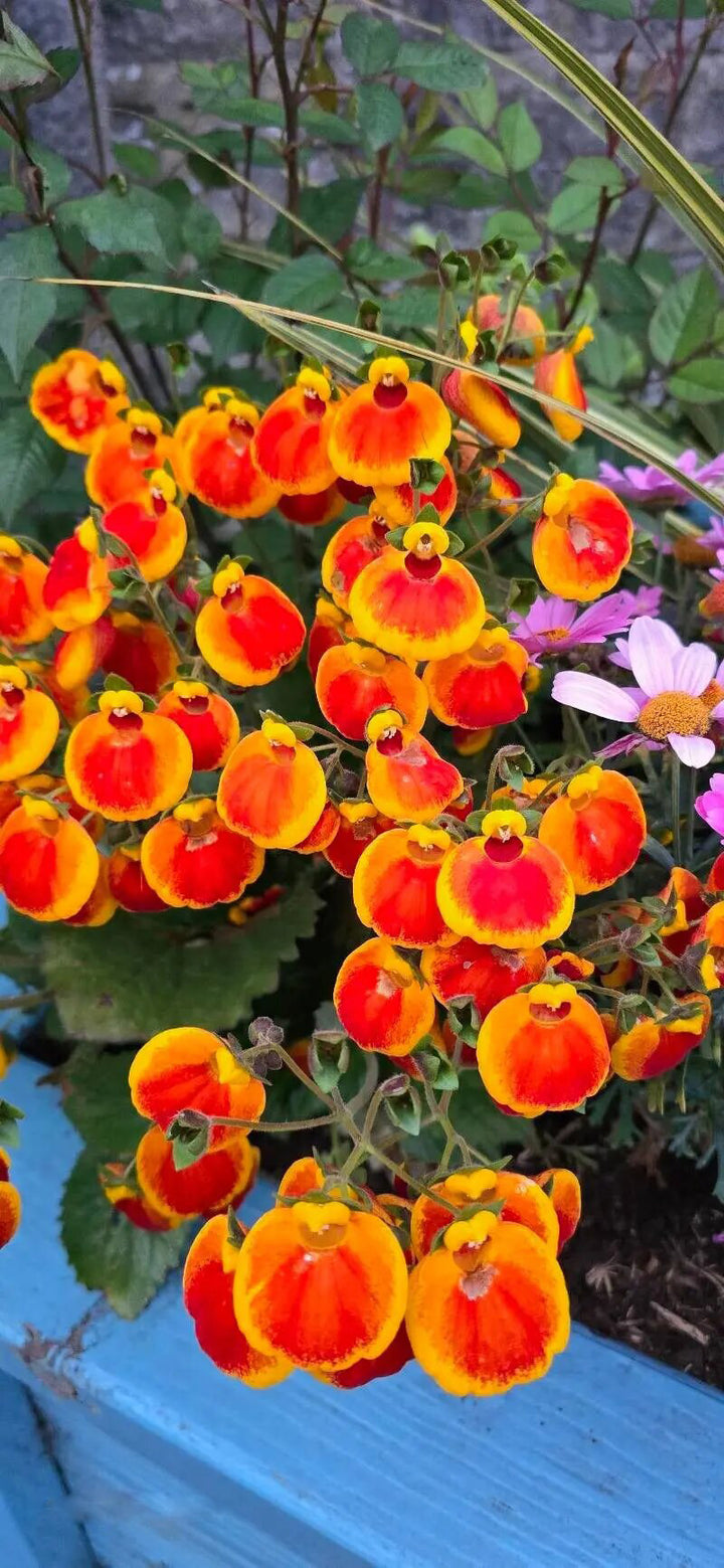 Yellow Orange Giant Calceolaria Flower Seeds – Heirloom, Non-GMO Seeds