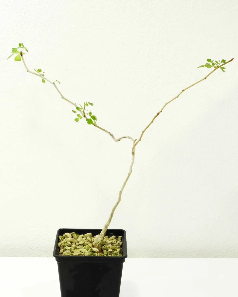 Green Pachycormus herb seeds