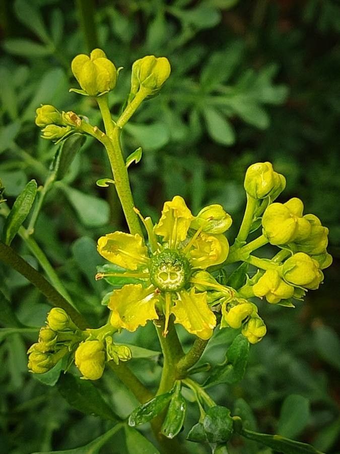 Ruta Graveolens Seeds for Planting – Heirloom Non-GMO High Germination Seeds