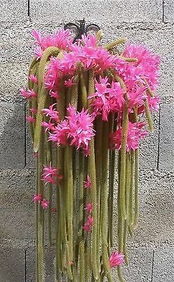 Flagelliformis Flower Seeds – Heirloom, Non-GMO, High Germination Organic Seeds