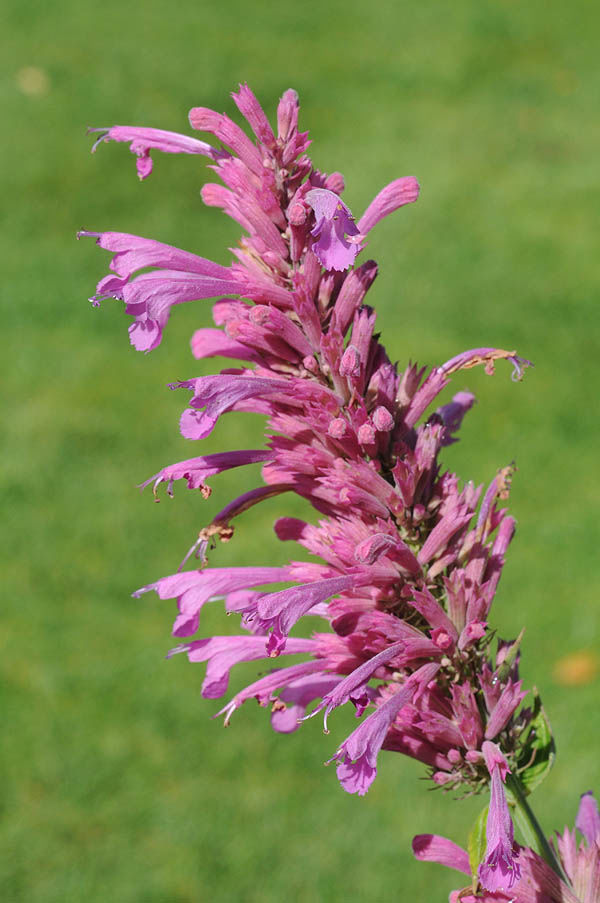 Riesenysop-Samen Rosa – Alte Sorte, gentechnikfrei, keimfreudige Samen zum Pflanzen