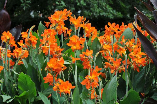 Orange Canna Lilly Flower Seeds – Heirloom, Non-GMO, High Germination Organic Garden Seeds