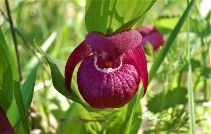 Red Cypripedium Flower Seeds for Planting – Heirloom Non-GMO High Germination Seeds