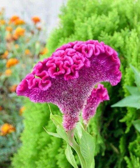 Cockscomb Flower Seeds Pink – Heirloom Non-GMO High Germination Organic Seeds
