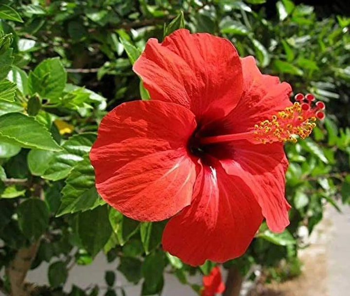 Semillas de flor de hibisco rojo perenne – Cimarrón, sin OMG, semillas de alta germinación