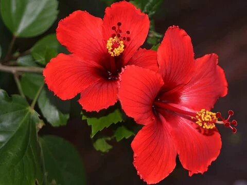Semillas de flor de hibisco rojo perenne – Cimarrón, sin OMG, semillas de alta germinación