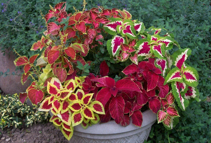 Mixed Coleus Flower Seeds – Heirloom, Non-GMO, High Germination Organic Garden Seeds for Planting