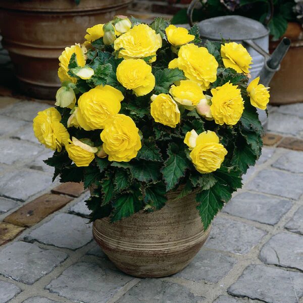 Yellow Begonia Flower Seeds for Planting – Heirloom Non-GMO High Germination Organic Seeds