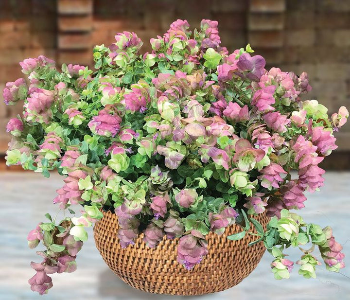 Mixed Oregano Kirigami Flower Seeds – Heirloom, Non-GMO, High Germination Seeds