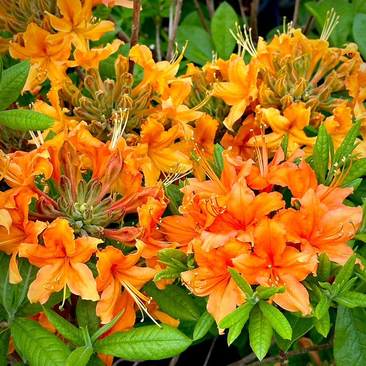 Orange Azalea Flower Seeds – Heirloom, Non-GMO, High Germination, Organic Seeds