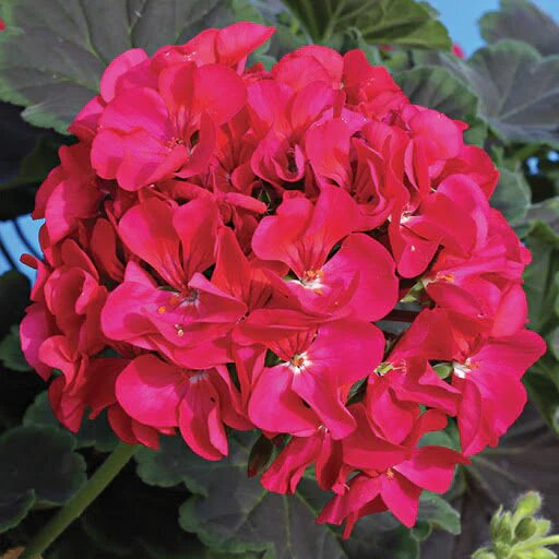 Geranium Flower Seeds Red – Heirloom, Non-GMO, High Germination Seeds