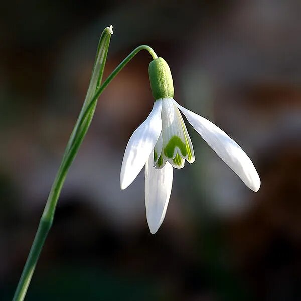 White Galanthus Nivalis Flower Seeds – Heirloom, Non-GMO, High Germination Seeds