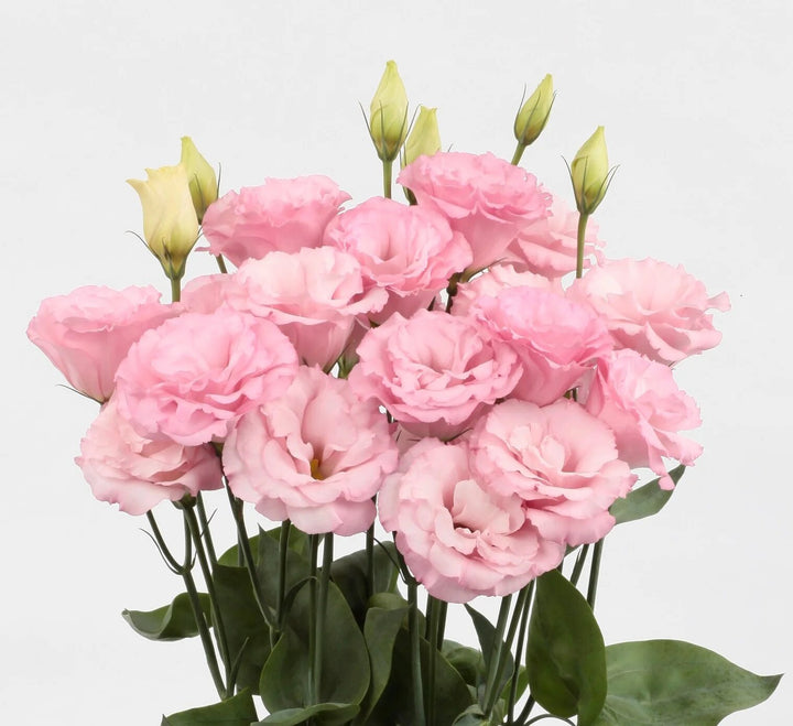Semillas de flores de lisianthus rosadas – Herencia, sin OGM, semillas de alta germinación