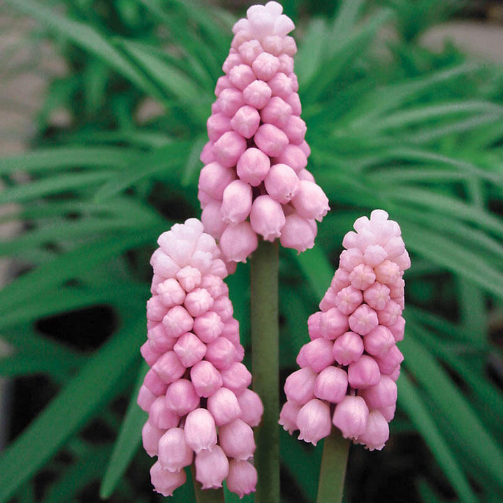 Armeniacum Flower Seeds Pink for Planting – Heirloom Non-GMO High Germination Organic Seeds