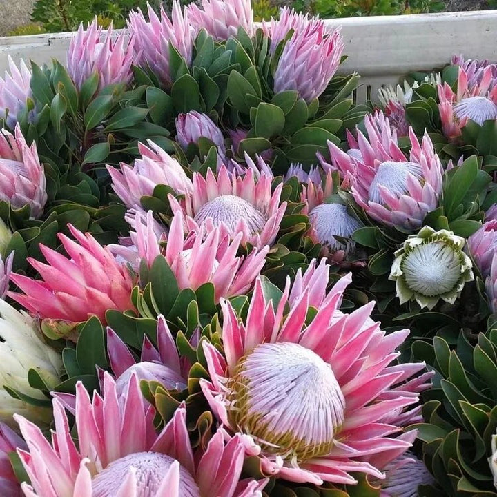 Cynaroides Flower Seeds Pink for Planting – Heirloom Non-GMO High Germination Seeds