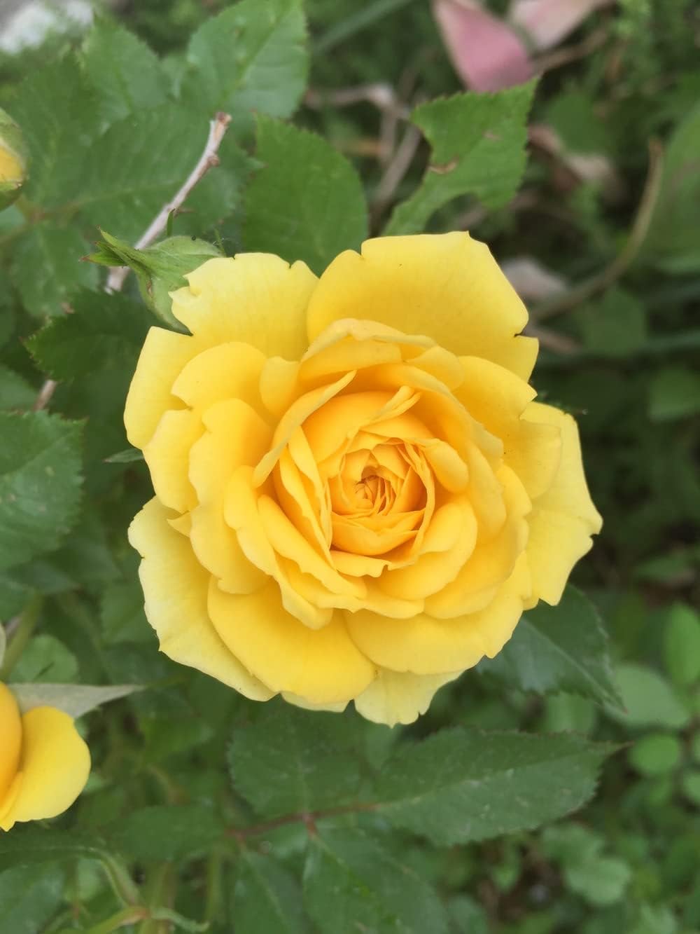 roseflowerheirloomnongmo flower seeds