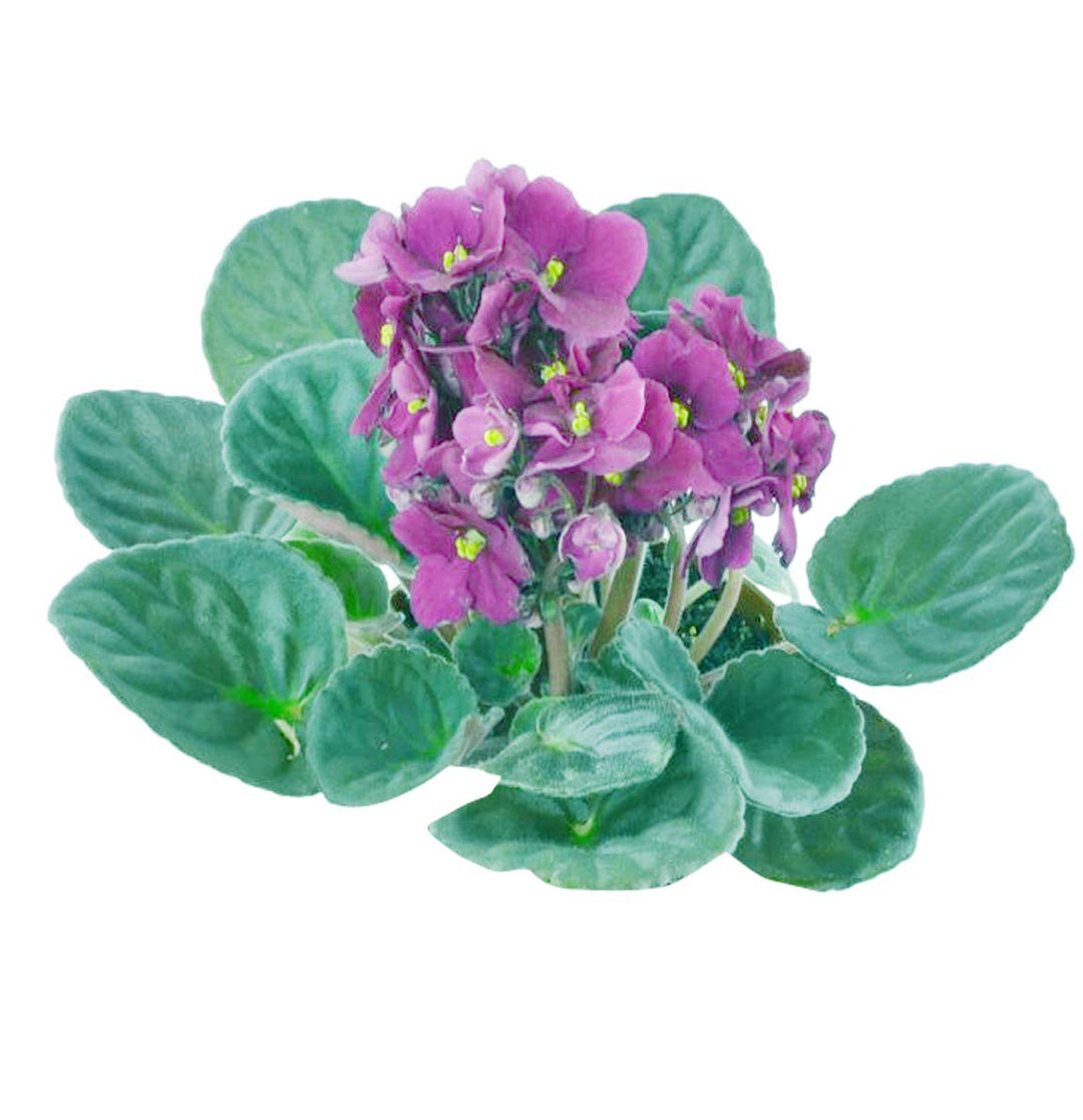 violet violet flower seeds