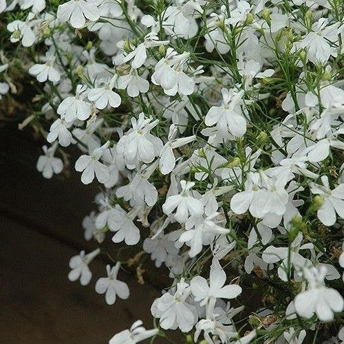 Fresh White Lobelia Erinus Flower Seeds Heirloom Non-GMO High Germination Organic Garden Seeds for Planting