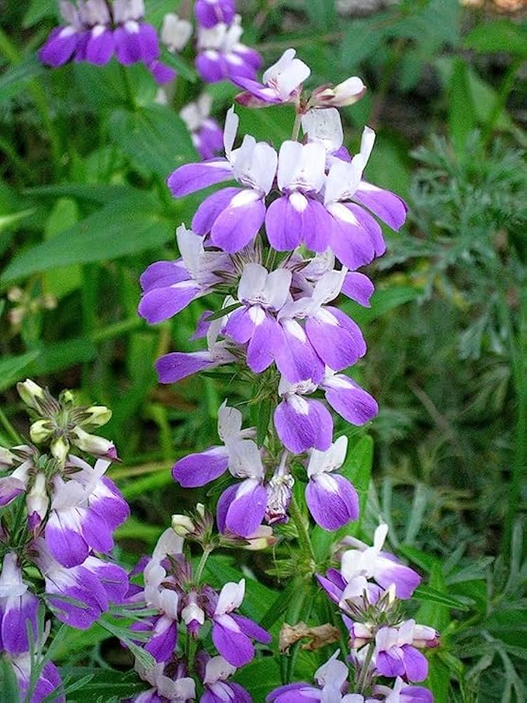 chinese houses flower seeds