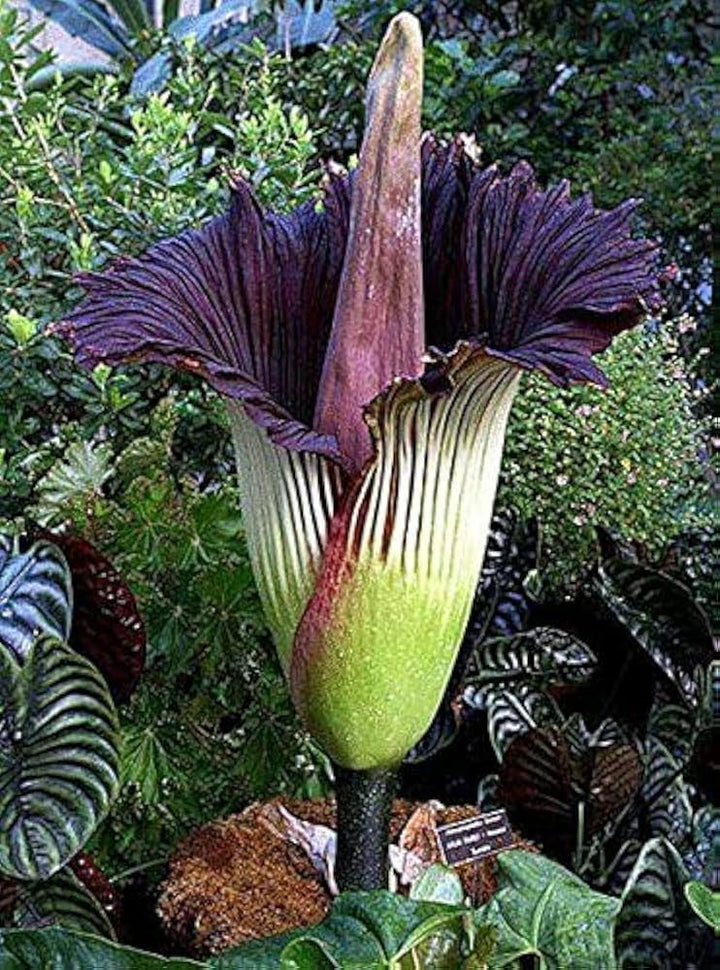 Corpse Flower Seeds Dark Purple for Planting Heirloom Non-GMO High Germination Organic Garden Seeds