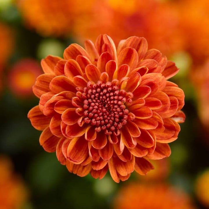 Chrysanthemum Flower Seeds Orange for Planting – Heirloom Non-GMO High Germination Seeds
