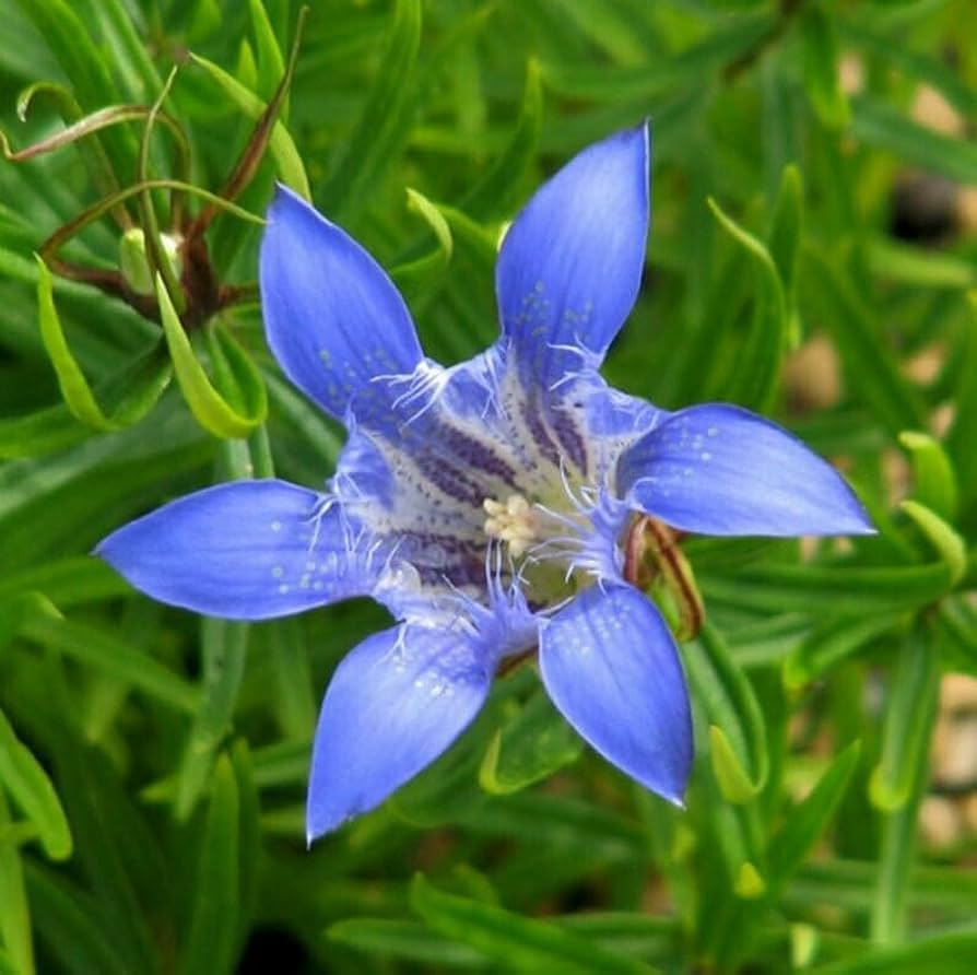 blue blue flower seeds