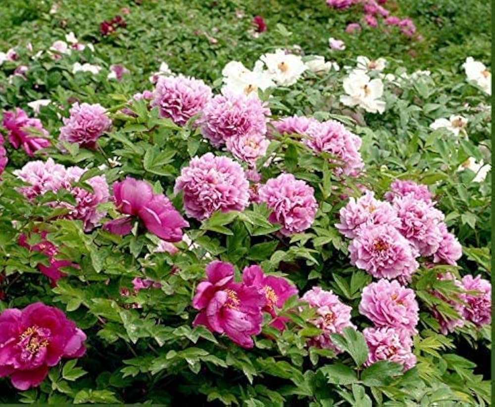 peony flower flower seeds