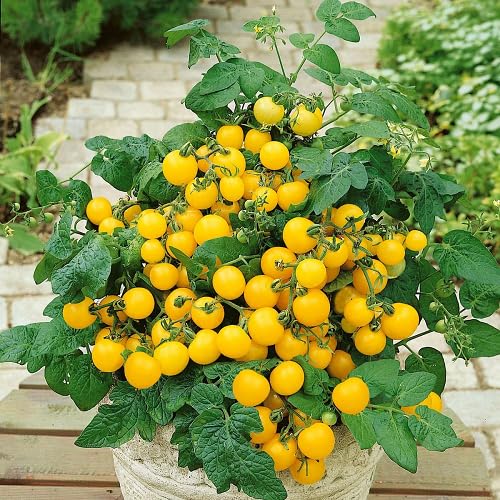 Yellow Tomato Yellow Seeds – Heirloom, Non-GMO, High Germination Organic Garden Seeds Planting