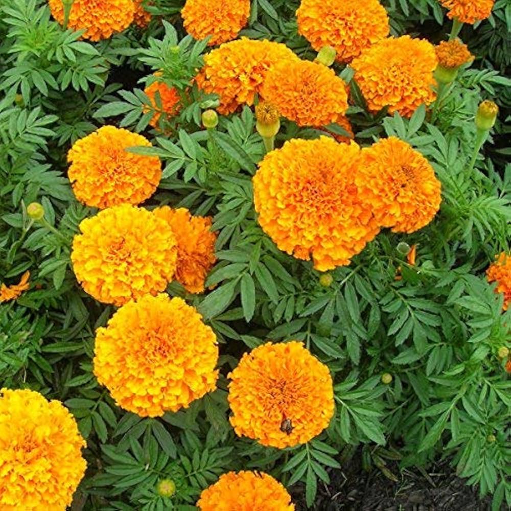 marigold for flower seeds